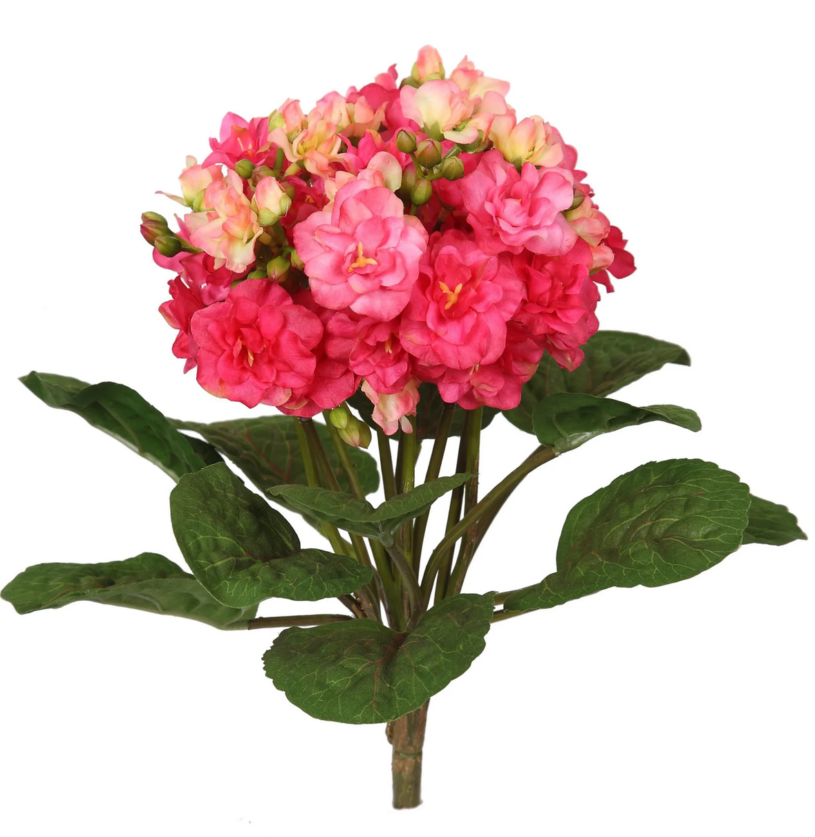 Mini Kalanchoe Bush 12'' (American)