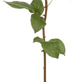 ROSE DUTCHESS BUD L. 24'' (PEACH RED)