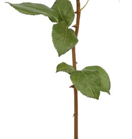 ROSE DUTCHESS BUD L. 24'' (PEACH RED)