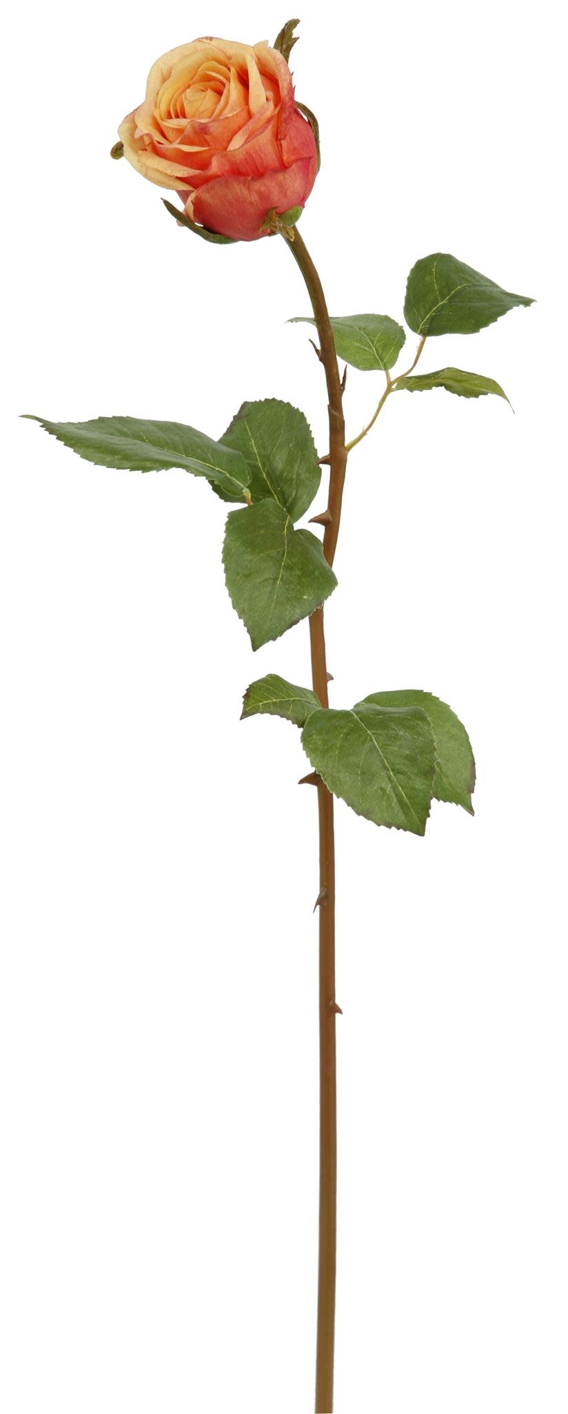 ROSE DUTCHESS BUD L. 24'' (PEACH RED)