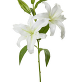 Casablanca Lily x 2 32” - White