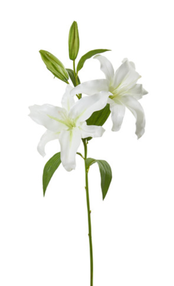 Casablanca Lily x 2 32” - White