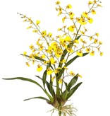 ORCHID DANCING ONCIDIUM PLANT M. 33 Yellow
