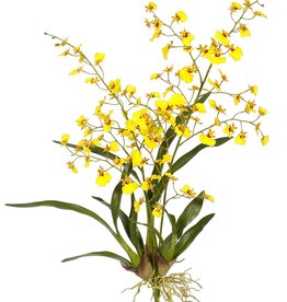 ORCHID DANCING ONCIDIUM PLANT M. 33 Yellow