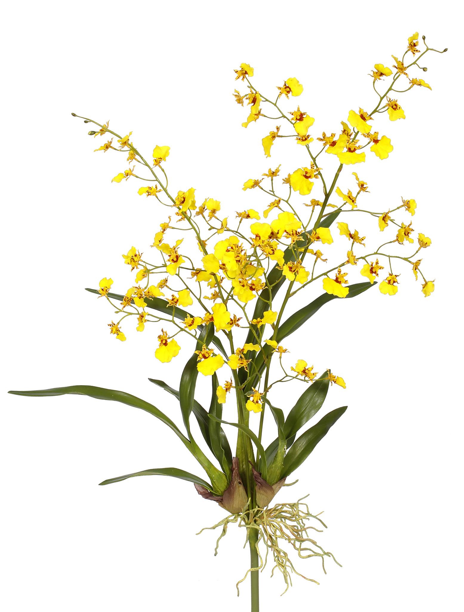 ORCHID DANCING ONCIDIUM PLANT M. 33 Yellow