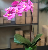 Medium Phalaenopsis Orchid in 5" Cylinder-Faux Water (Lavender Orchid)