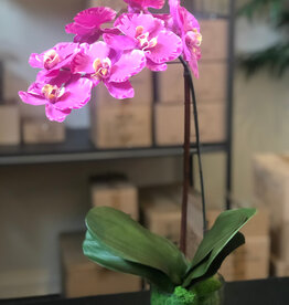 Medium Phalaenopsis Orchid in 5" Cylinder-Faux Water (Lavender Orchid)