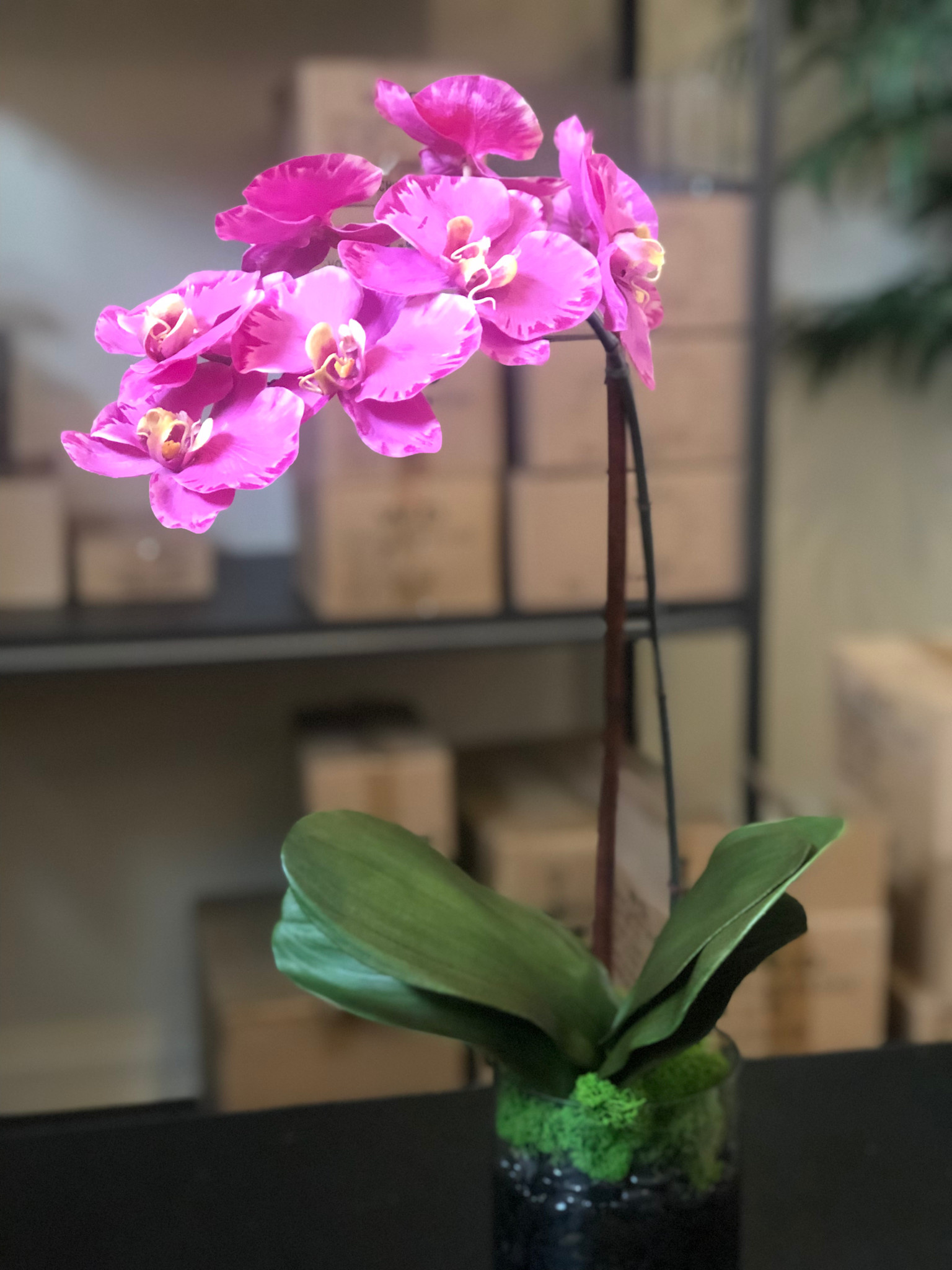 Medium Phalaenopsis Orchid in 5" Cylinder-Faux Water (Lavender Orchid)