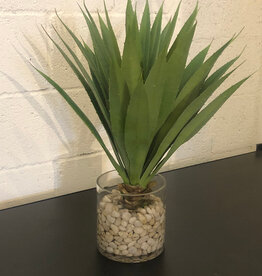 Aloe in 6" Cylinder-Faux Water/Stones (Green)