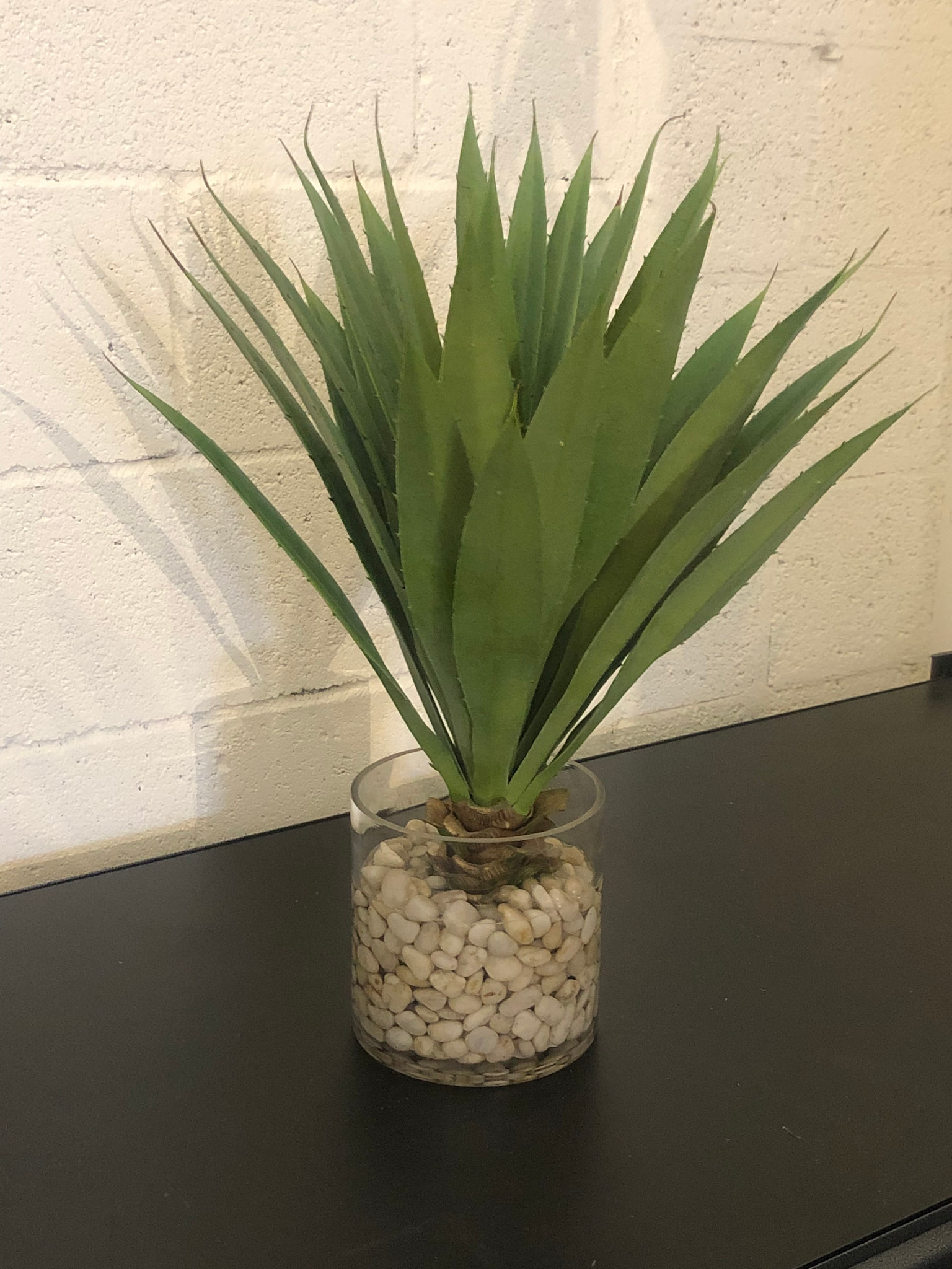Aloe in 6" Cylinder-Faux Water/Stones (Green)