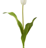 Dutch Tulip 22.5” - White