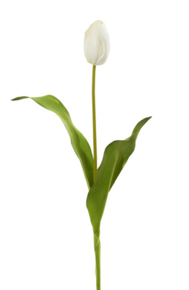 Dutch Tulip 22.5” - White