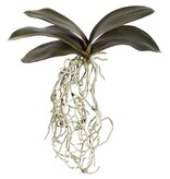 Phalaenopsis Foliage M. 11" w/roots
