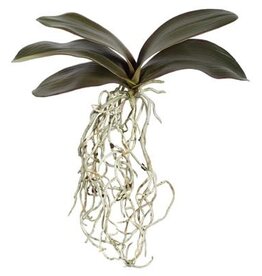 Phalaenopsis Foliage M. 11" w/roots