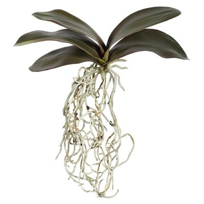 Phalaenopsis Foliage M. 11" w/roots