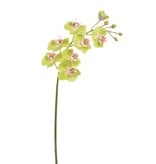 Phalaenopsis Orchid 24"-Green