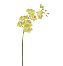 Phalaenopsis Orchid 24"-Green