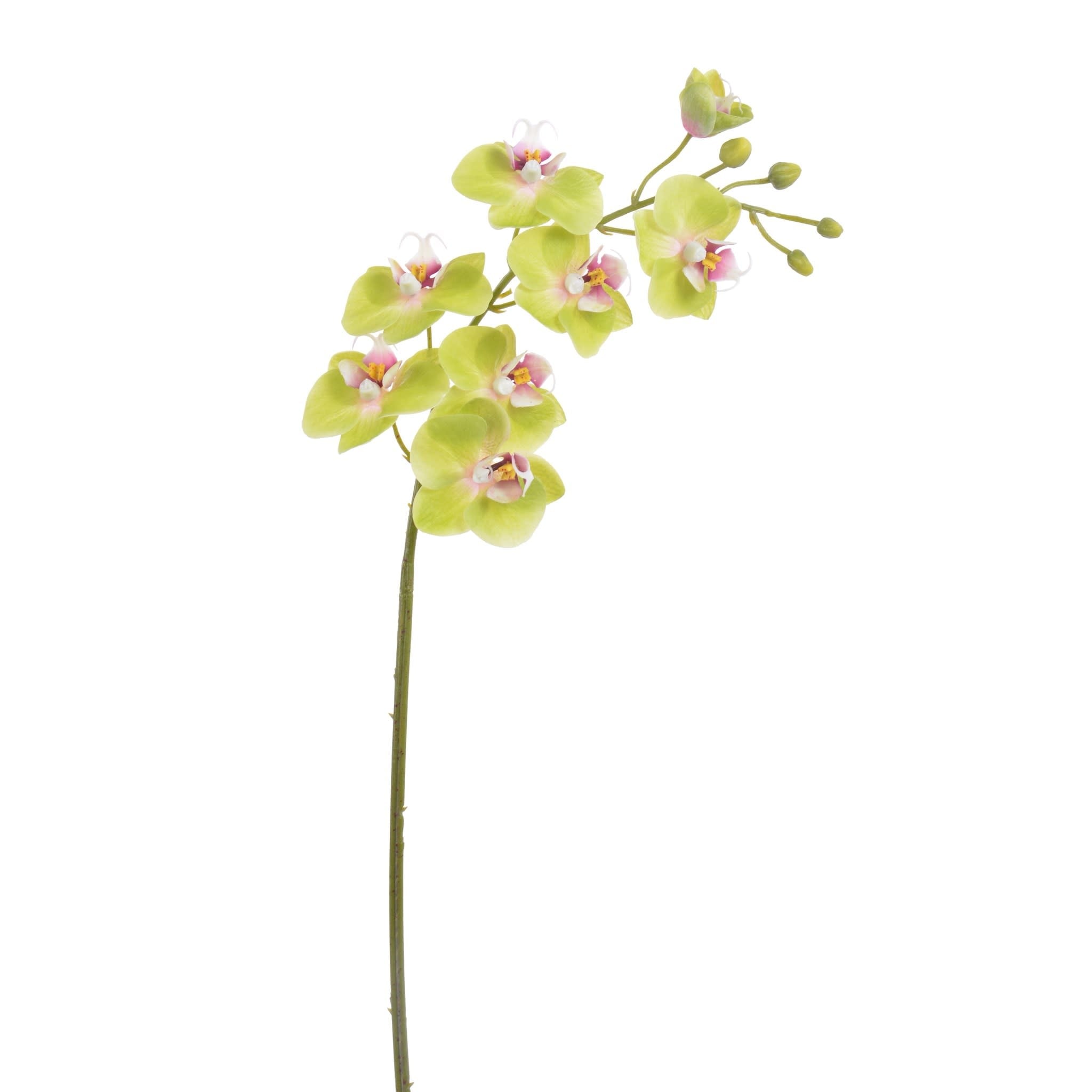 Phalaenopsis Orchid 24"-Green