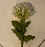Pin Cushion Protea-WH