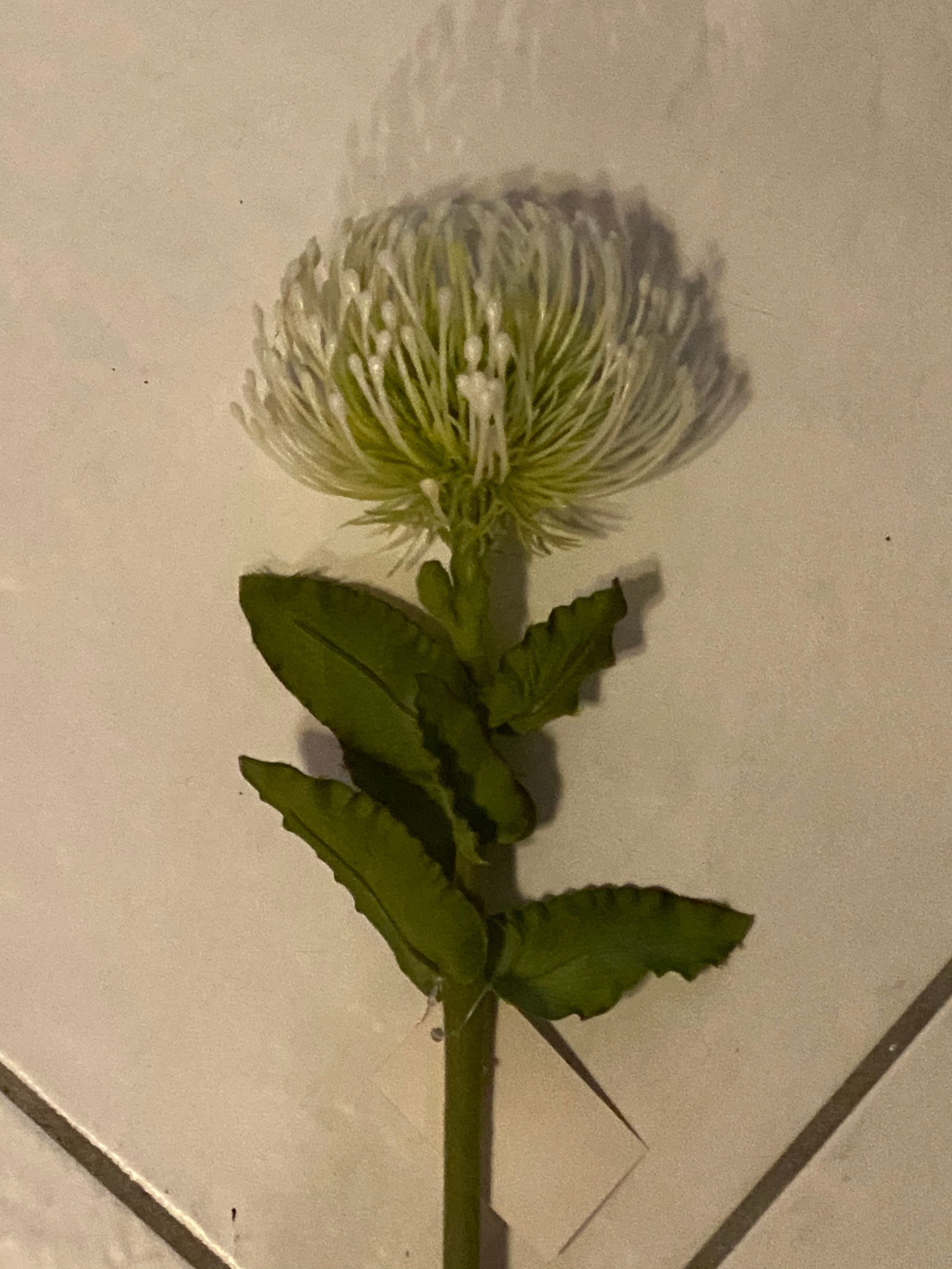 Pin Cushion Protea-WH