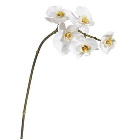 Mini Phalaenopsis Orchid x5 White