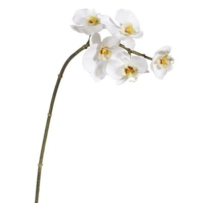 Mini Phalaenopsis Orchid x5 White