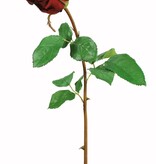 Rose Dutchess Bud  Red