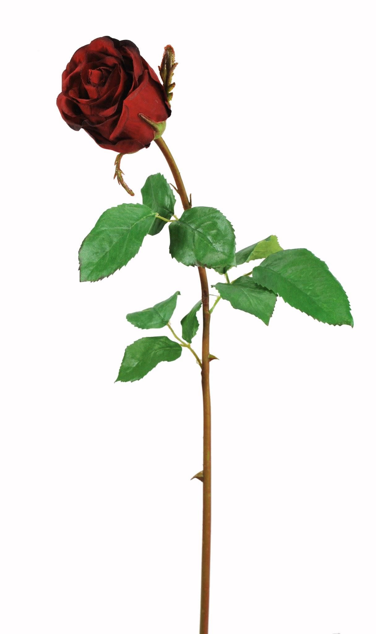 Rose Dutchess Bud  Red