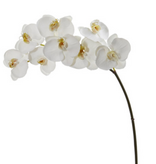 Phale X8 34" White (NN) Perfect Phale