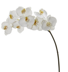 Phale X8 34" White (NN) Perfect Phale