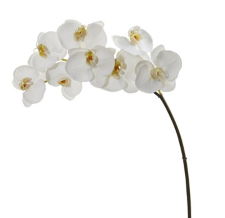 Phale X8 34" White (NN) Perfect Phale