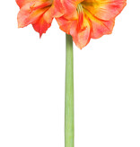 Amaryllis x2 27.5" Cut Version ORBU