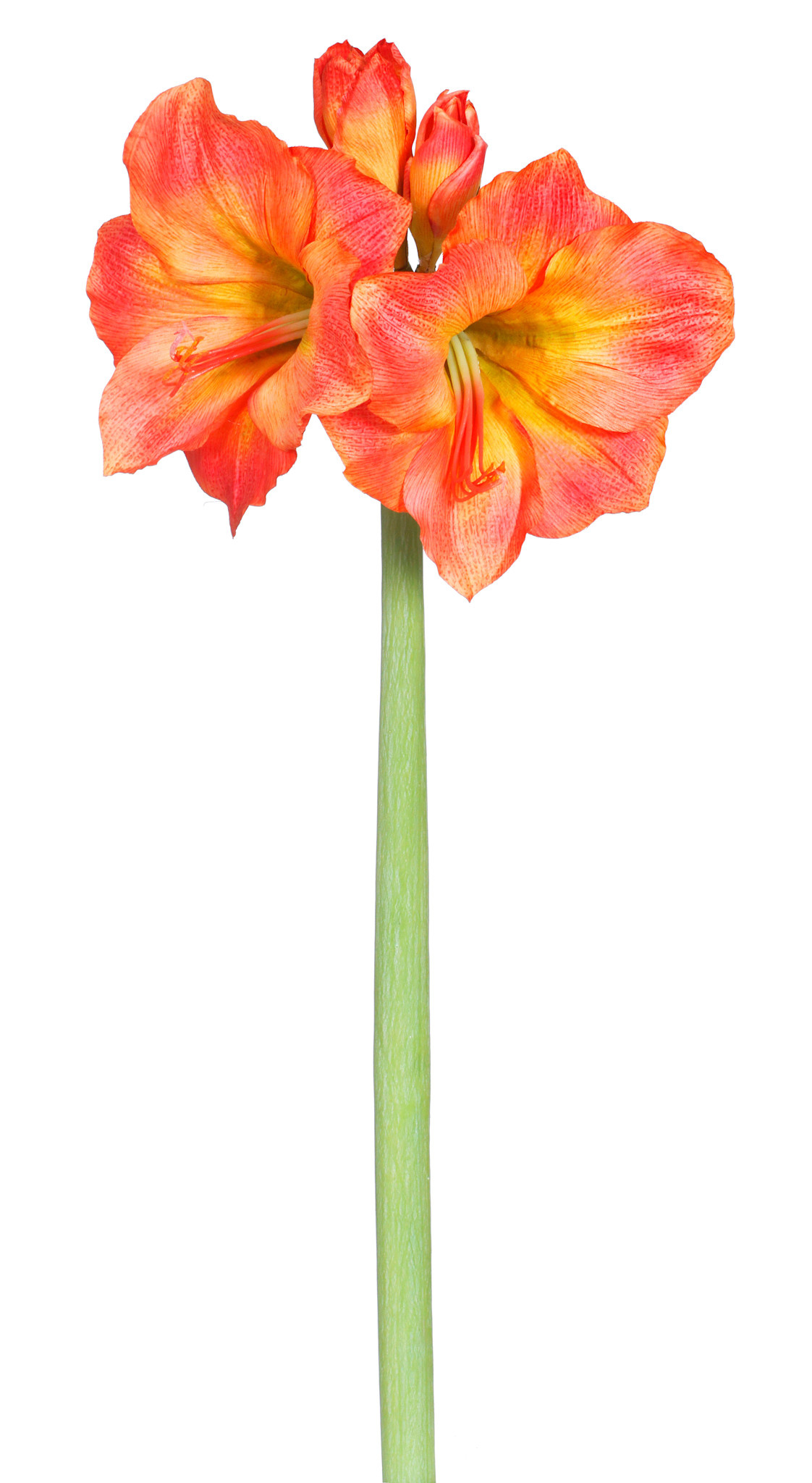 Amaryllis x2 27.5" Cut Version ORBU