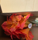 Amaryllis x2 27.5" Cut Version ORBU