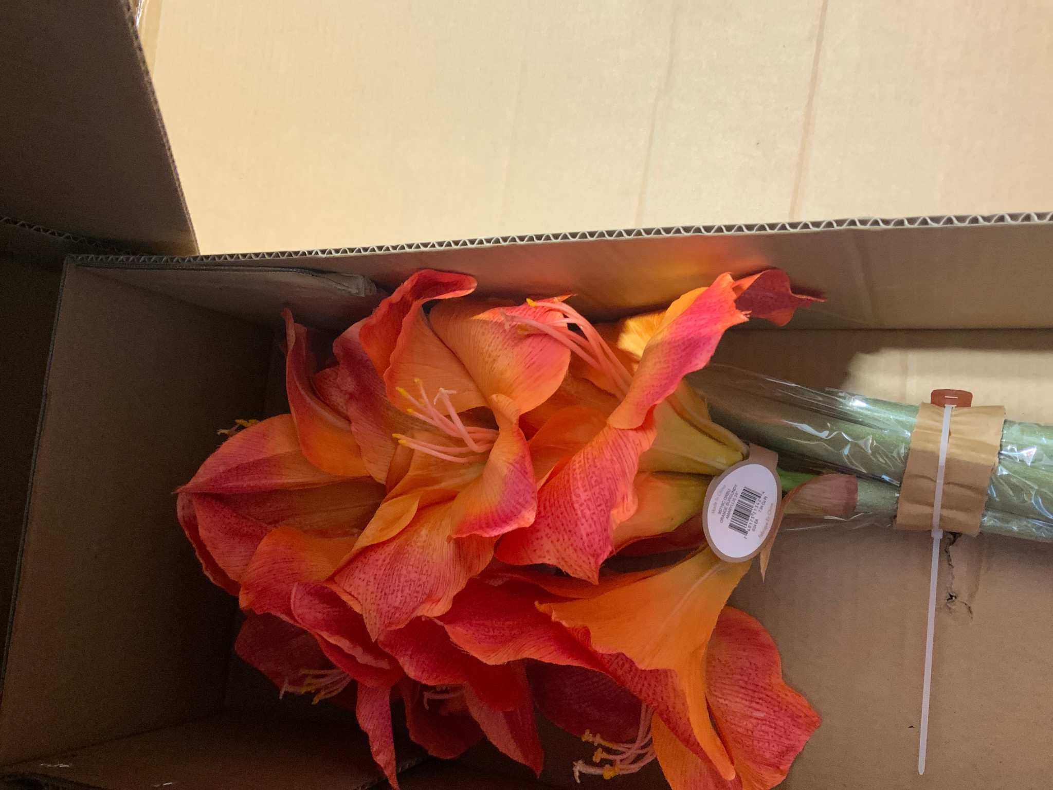 Amaryllis x2 27.5" Cut Version ORBU