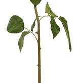 ROSE DUTCHESS BUD L. 24'' (LIGHT GREEN)