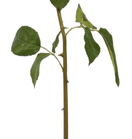 ROSE DUTCHESS BUD L. 24'' (LIGHT GREEN)