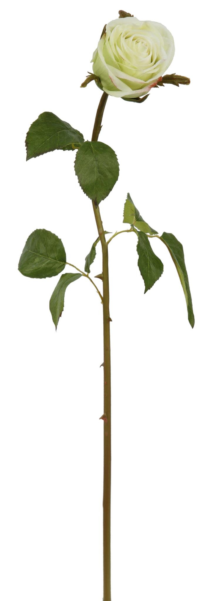ROSE DUTCHESS BUD L. 24'' (LIGHT GREEN)