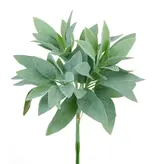 Salvia Miller Bundle X3 13''