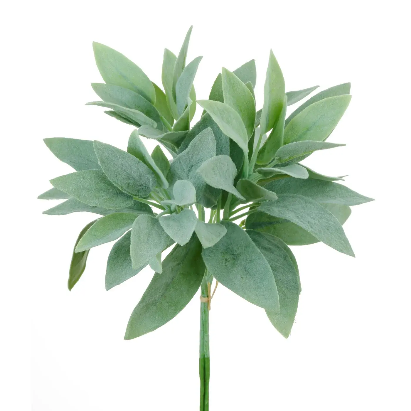 Salvia Miller Bundle X3 13''