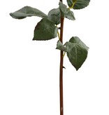 Rose Dutchess Bud L. 24" Medium Pink