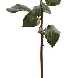 Rose Dutchess Bud L. 24" Medium Pink