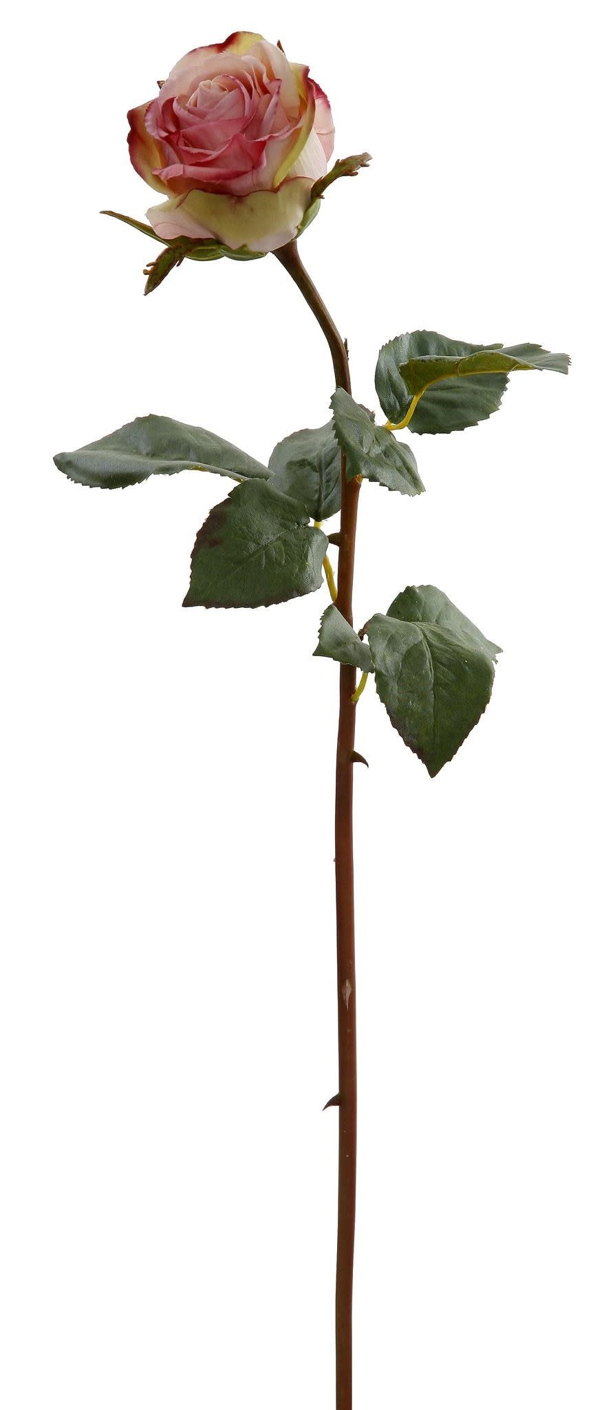 Rose Dutchess Bud L. 24" Medium Pink