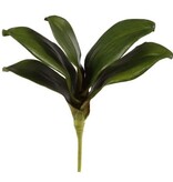 Mini Phalaenopsis Foliage