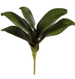 Mini Phalaenopsis Foliage