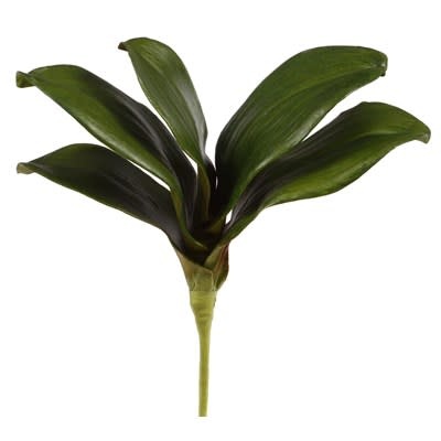 Mini Phalaenopsis Foliage