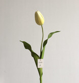Dutch Tulip 22.5” -Yellow