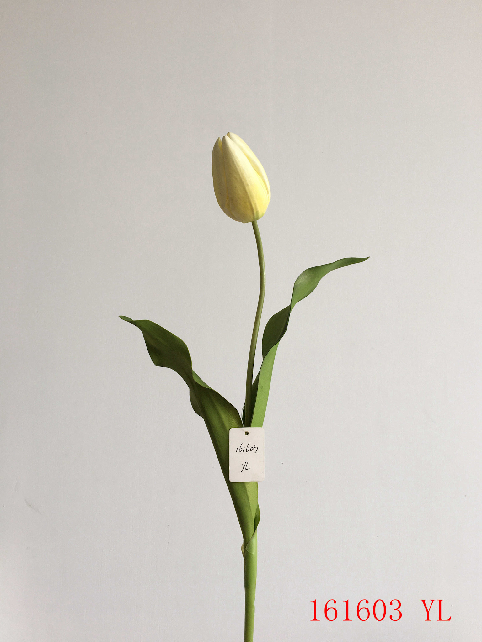 Dutch Tulip 22.5” -Yellow