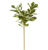 PITTOSPORUM SPRAY S. 20'' (GREEN)