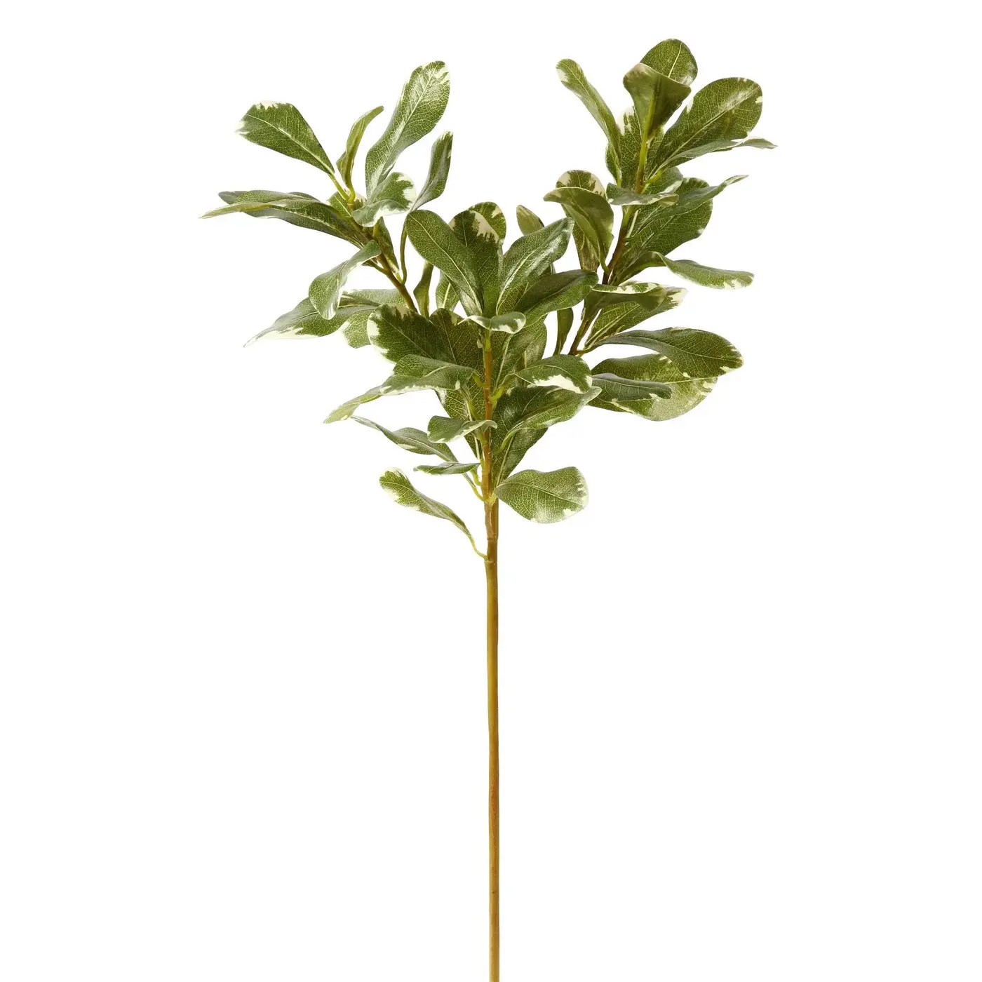 PITTOSPORUM SPRAY S. 20'' (GREEN)